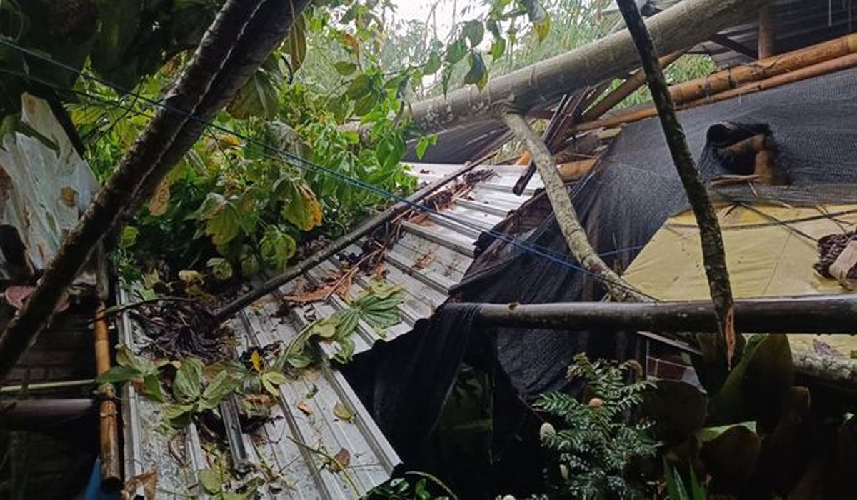 Geger! Angin Kencang Terjang Sleman, Pohon Tumbang Timpa Mobil dan Rumah Warga Geger! Angin Kencang Terjang Sleman, Pohon Tumbang Timpa Mobil dan Rumah Warga